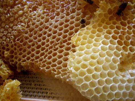 العسل فيه شفاء للناس